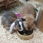 Pets at Home